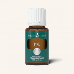 Pine 松樹