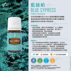 Blue Cypress 藍絲柏