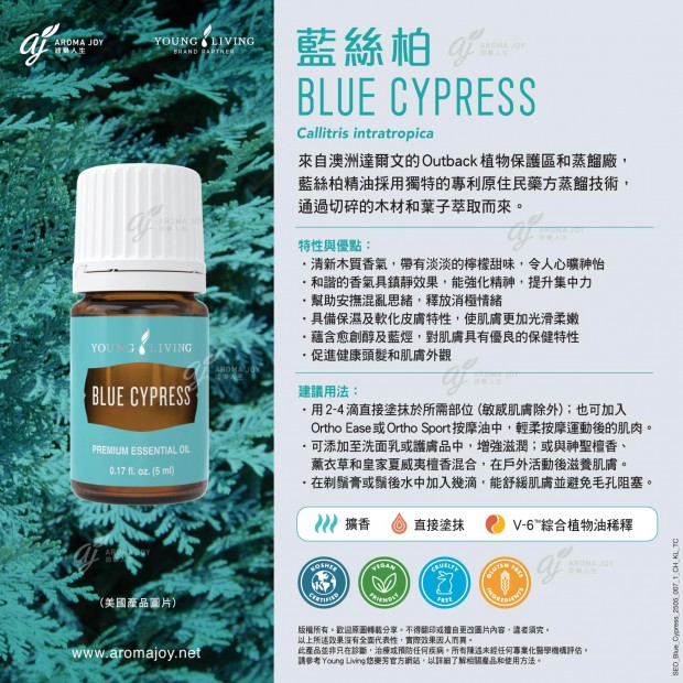 Blue Cypress 藍絲柏