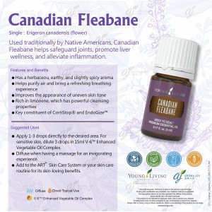 Canadian Fleabane 加拿大飛蓬