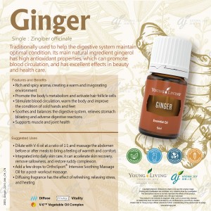 Ginger 生薑