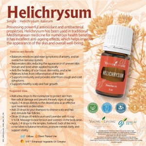 Helichrysum 蠟菊