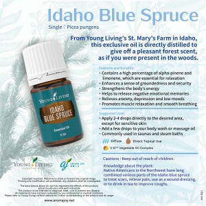 Idaho Blue Spruce 愛達荷州藍雲杉