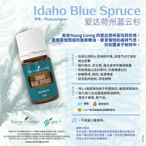 Idaho Blue Spruce 愛達荷州藍雲杉