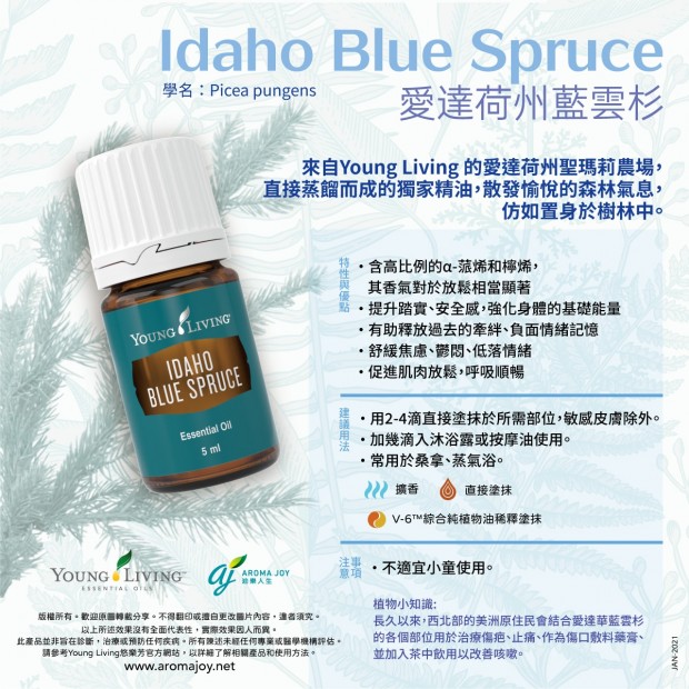 Idaho Blue Spruce 愛達荷州藍雲杉