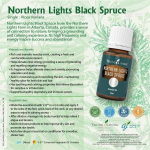 Northern Lights Black Spruce 北極光黑雲杉