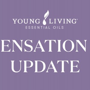 優化銷售獎勵計劃