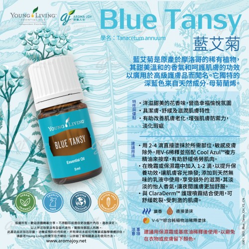 Blue Tansy  藍艾菊