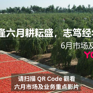 國內悠樂芳市場 6 月重點