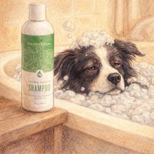 狗狗洗澡變享受？