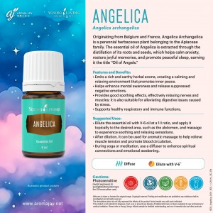 Angelica 歐白芷