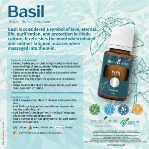 Basil 羅勒
