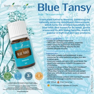 Blue Tansy  藍艾菊