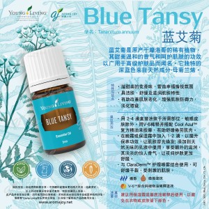 Blue Tansy  藍艾菊
