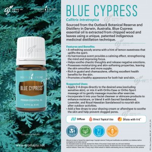 Blue Cypress 藍絲柏
