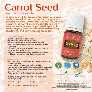Carrot Seed 胡蘿蔔籽