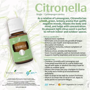 Citronella 香茅