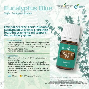 Eucalyptus Blue 藍桉