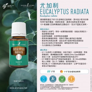 Eucalyptus Radiata 尤加利