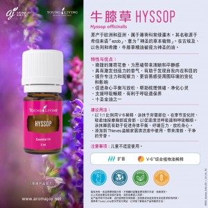 Hyssop 牛膝草