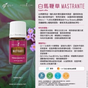 MASTRANTE 白馬鞭草