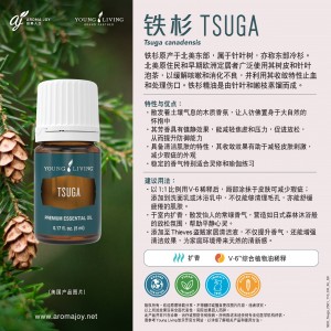 Tsuga 鐵杉
