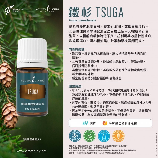 Tsuga 鐵杉