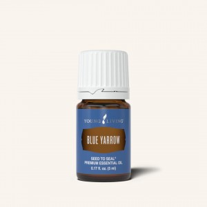 Blue Yarrow 藍西洋蓍草