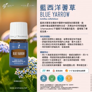Blue Yarrow 藍西洋蓍草
