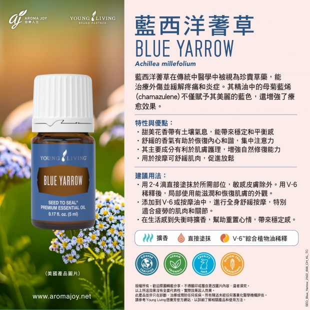 Blue Yarrow 藍西洋蓍草