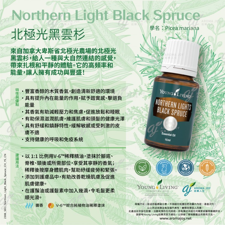 Northern Lights Black Spruce 北極光黑雲杉