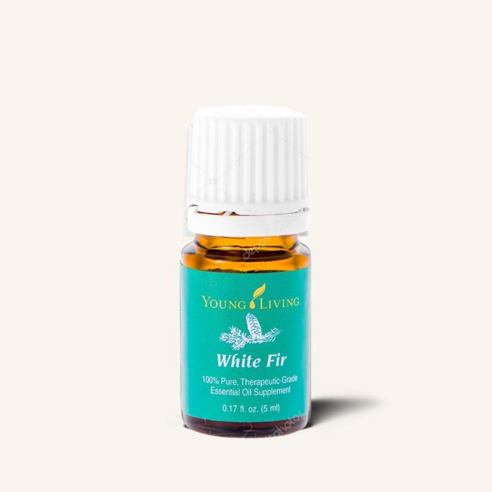 White Fir 白冷杉