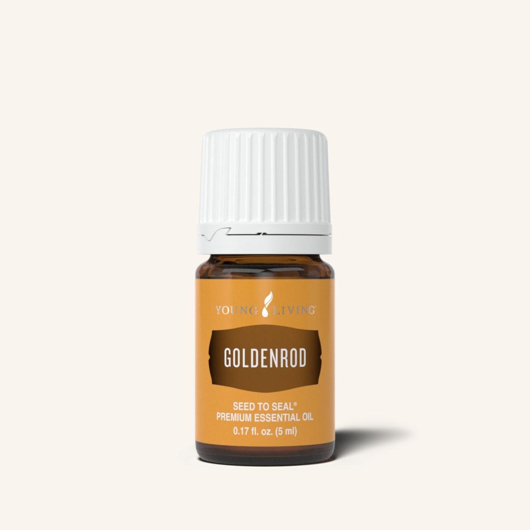 Goldenrod 黃花